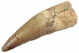 Fossil Spinosaurus Tooth - Real Dinosaur Tooth #368131-1